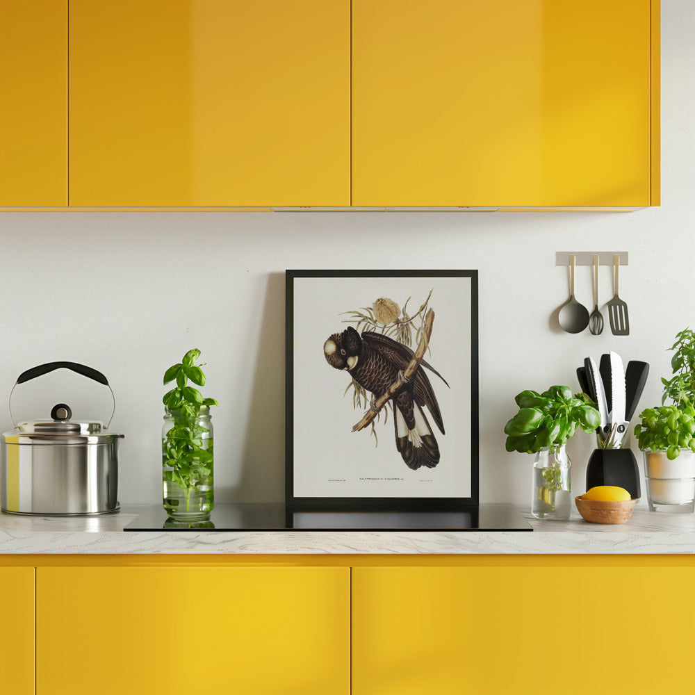 Baudin's Cockatoo Poster